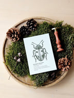 6er Grußkarten Set Von Punkten, Hörnern & Flügeln