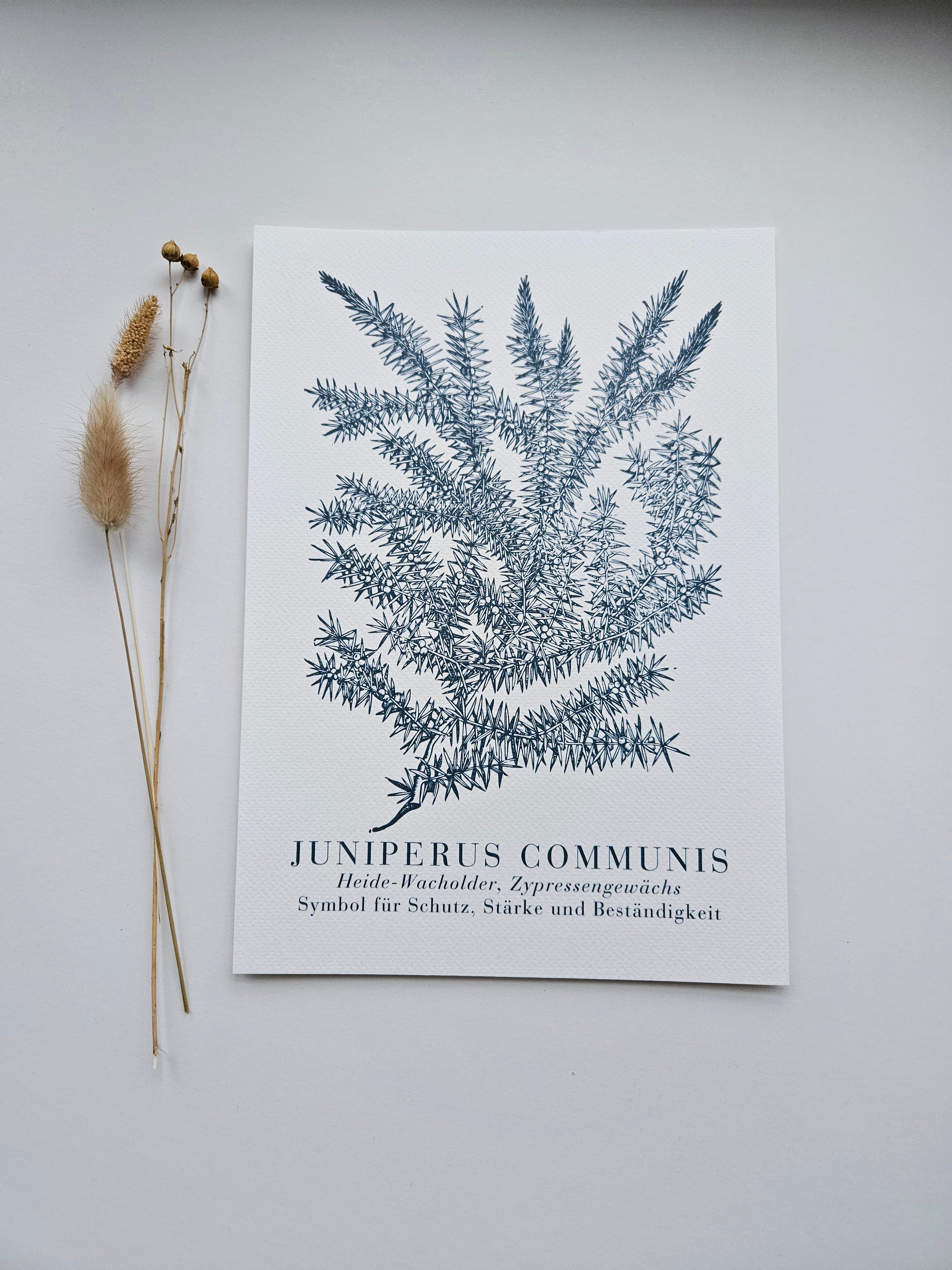 Kunstdruck Wintergrüner Wacholder