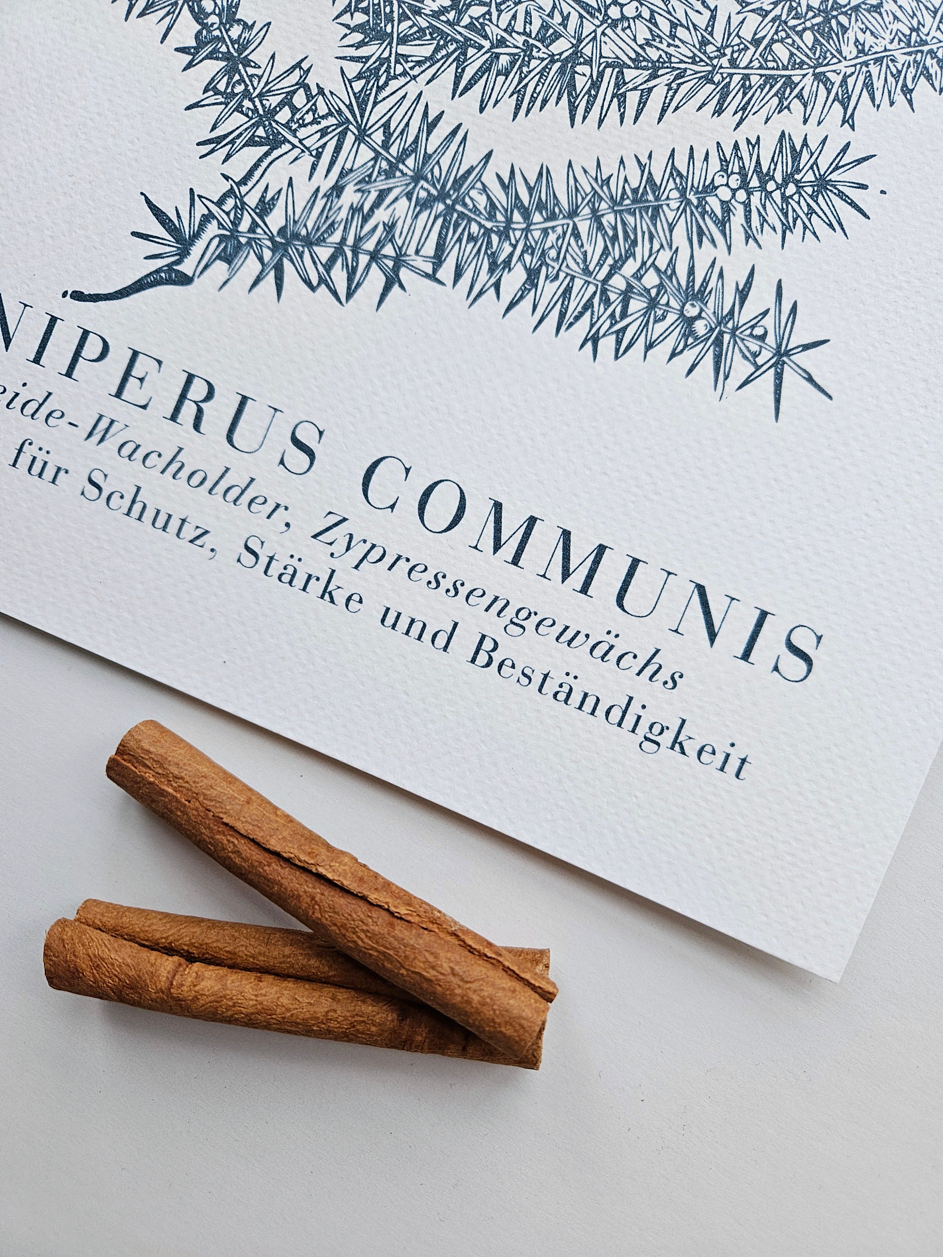 Kunstdruck Wintergrüner Wacholder