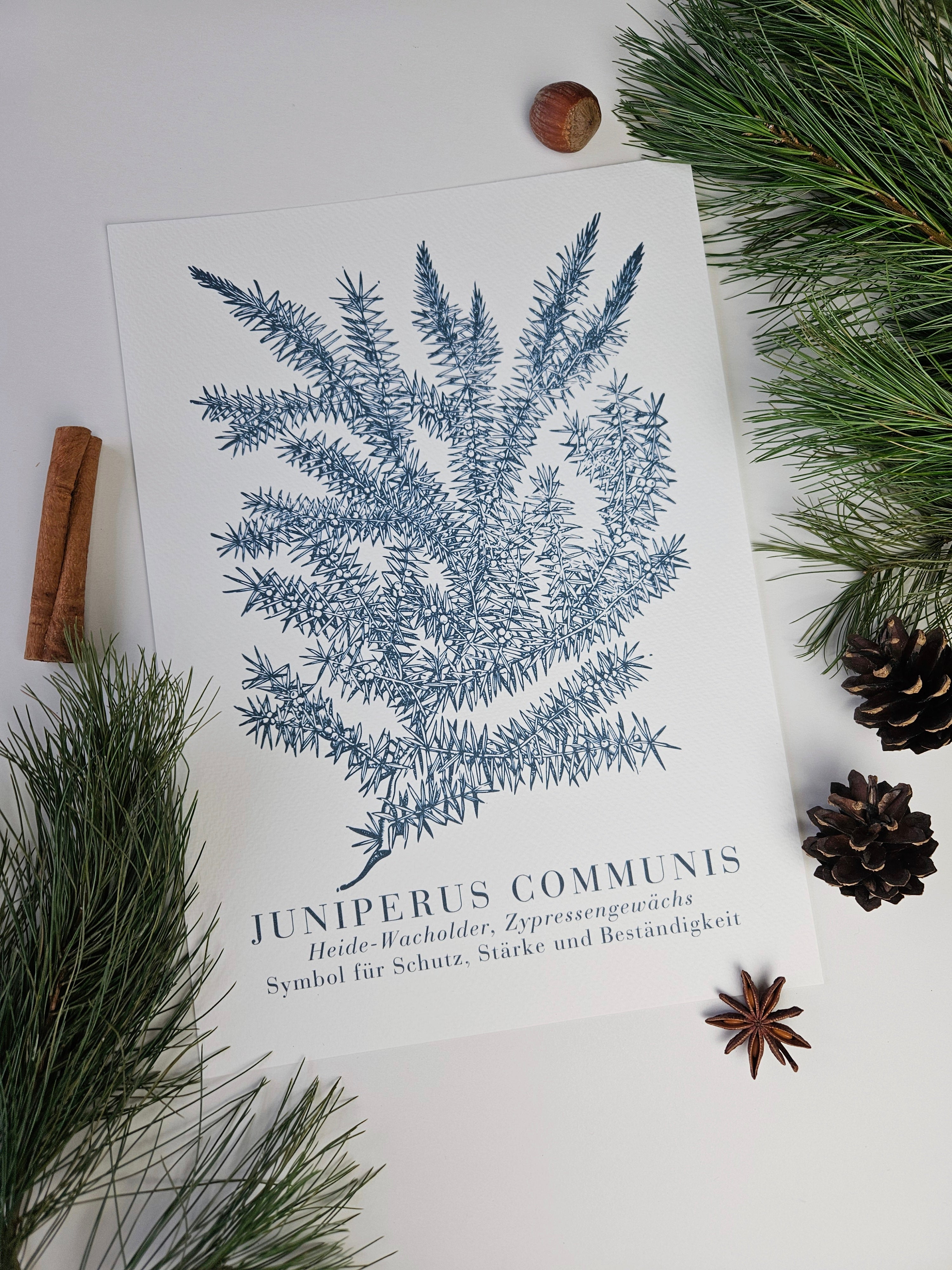 Kunstdruck Wintergrüner Wacholder