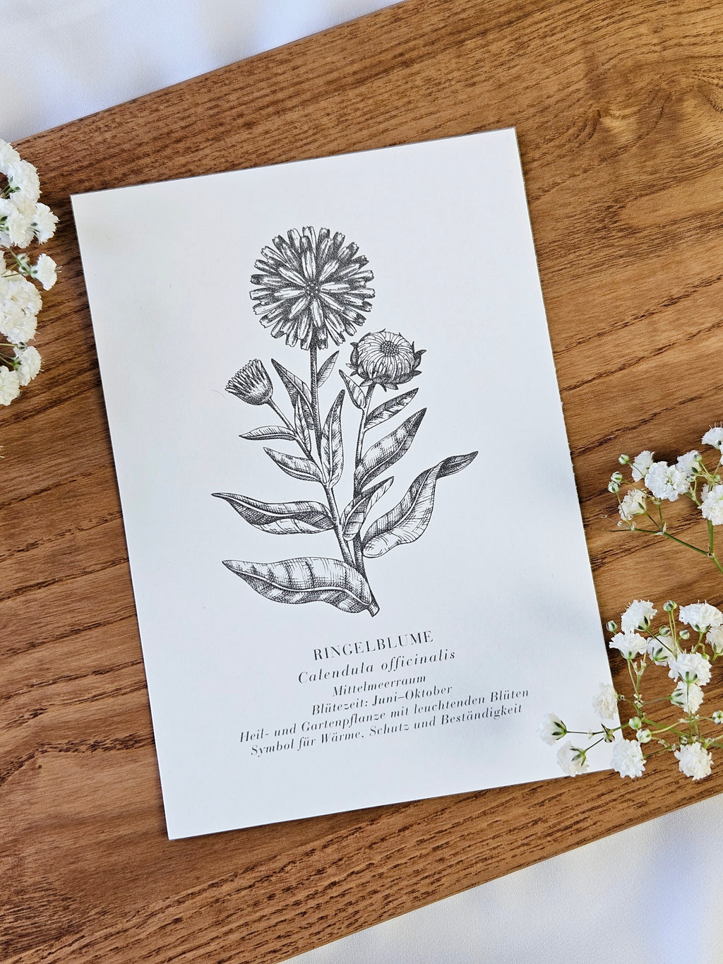 6er Set Kartenreihe Küchenkräuter Herbarium