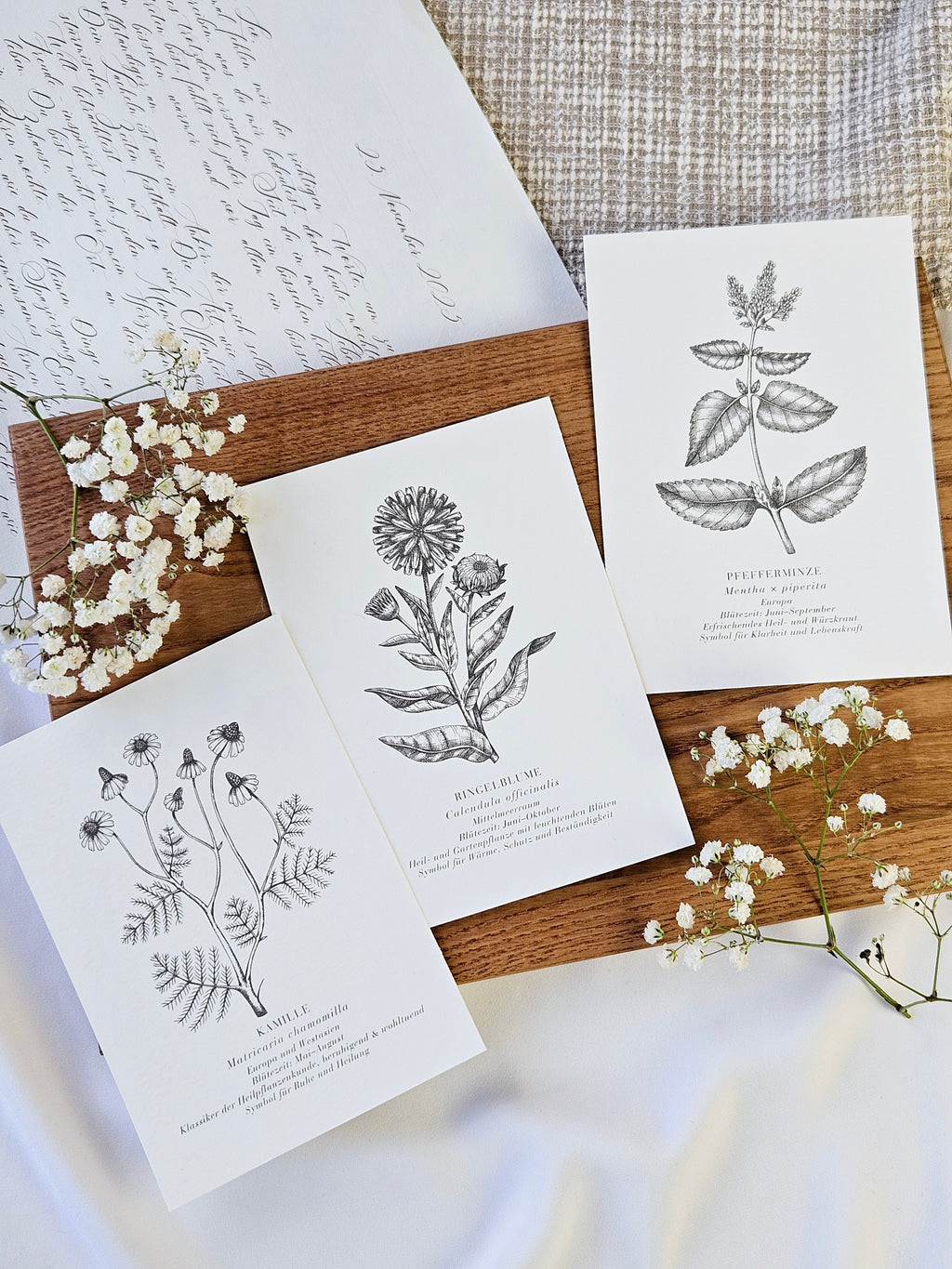 6er Set Kartenreihe Küchenkräuter Herbarium