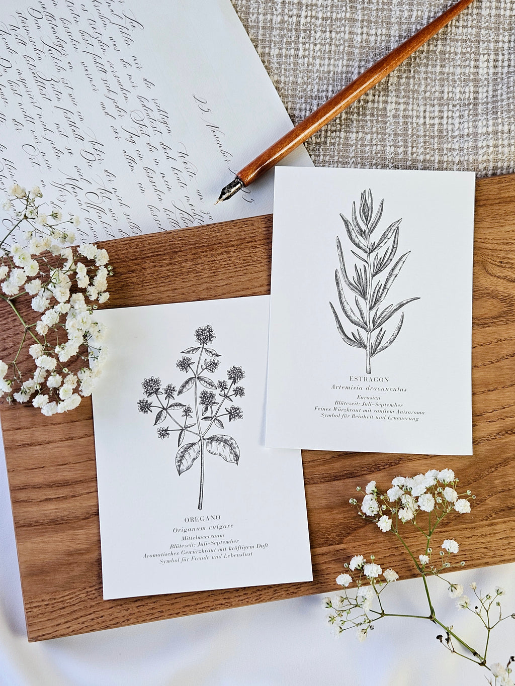 6er Set Kartenreihe Küchenkräuter Herbarium
