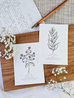 6er Set Kartenreihe Küchenkräuter Herbarium
