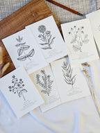6er Set Kartenreihe Küchenkräuter Herbarium