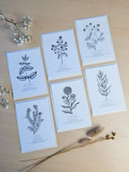 6er Set Kartenreihe Küchenkräuter Herbarium