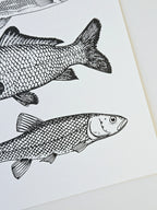 Maritimer Kunstdruck Fische