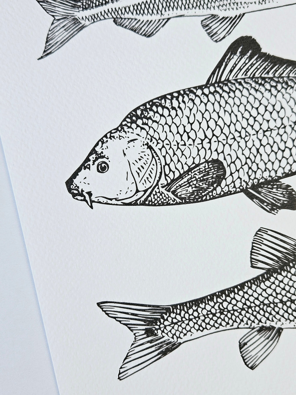 Maritimer Kunstdruck Fische