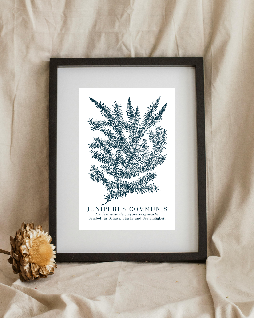 Kunstdruck Wintergrüner Wacholder