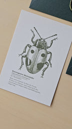 6er Grußkarten Set Von Punkten, Hörnern & Flügeln